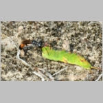 Ammophila sabulosa - Sandwespe 64p Sandwespe-beim-Raupendiebstahl-Sandgrube-Niedringhaussee.jpg